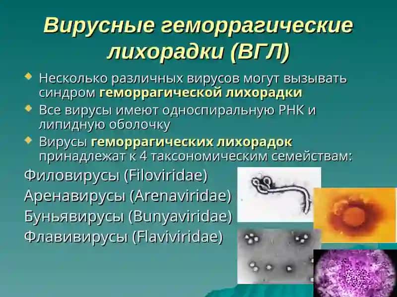 ЭПИДЕМИОЛОГИЯ И ПРОФИЛАКТИКА И ЭПИДЕМИОЛОГИЧЕСКИЙ НАДЗОР ГЕМОРРАГИЧЕСКИХ ЛИХОРАДОК 3
