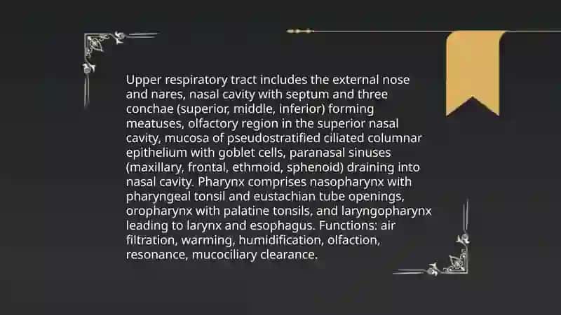 Body systems. Respiratory system 3
