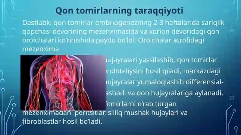 Arteriyalartaraqqiyoti, gistologik tuzilishi. Venalarturlariva tuzilishi 3