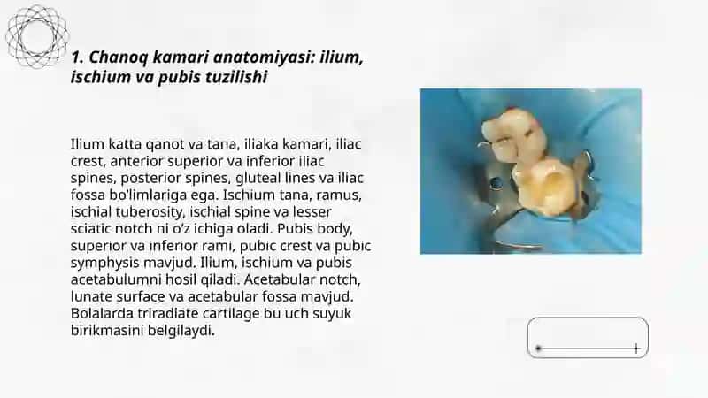 Chanoq kamari va oyoq erkin suyaklari; tuzilishi va yoshga doir xususiyatlari 3