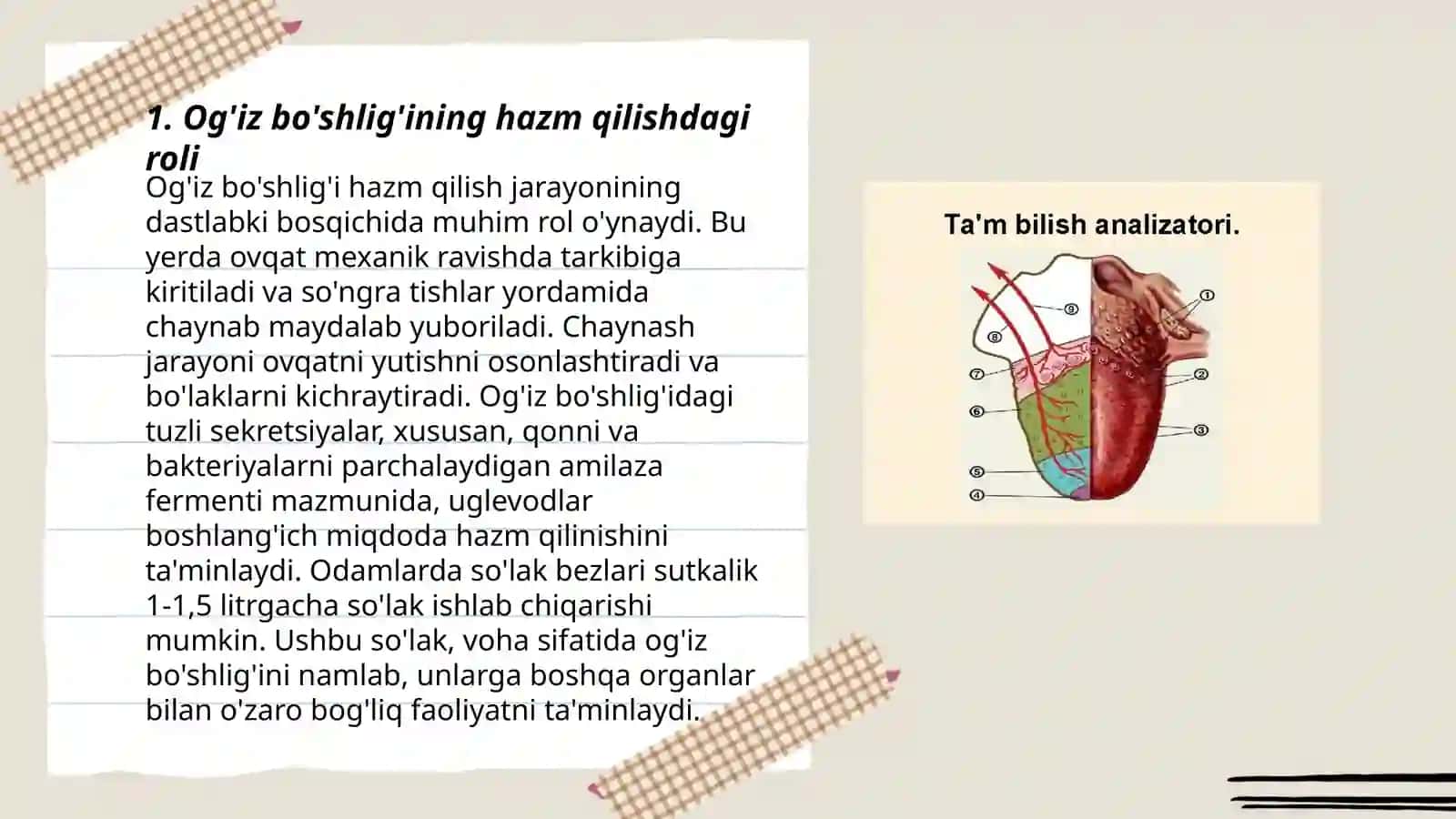 Ovqat hazm qilish organlarining funksiyasi va vazifasi 3