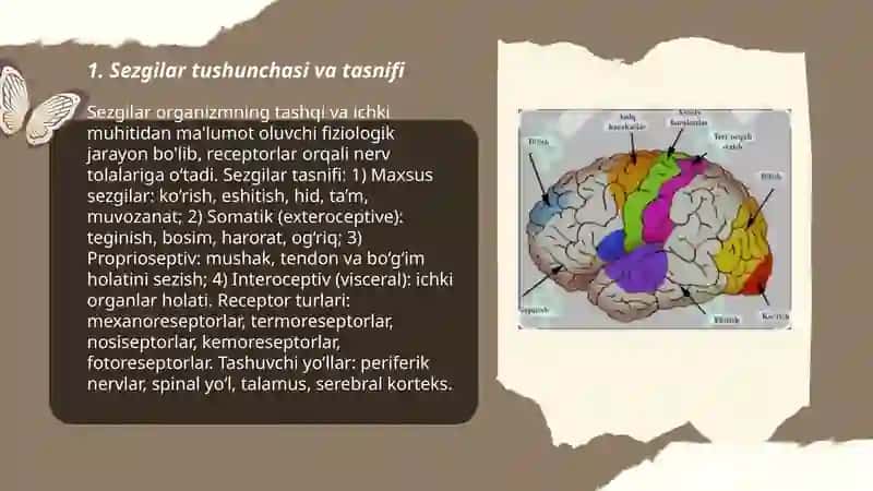 Sezgilar haqida tushuncha va uning nerv fizalogik asoslari 3