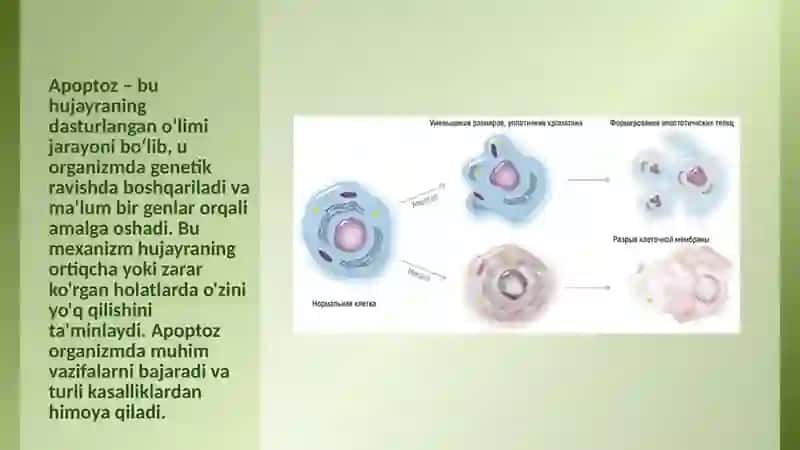 Apoptoz mexanizmlari 3
