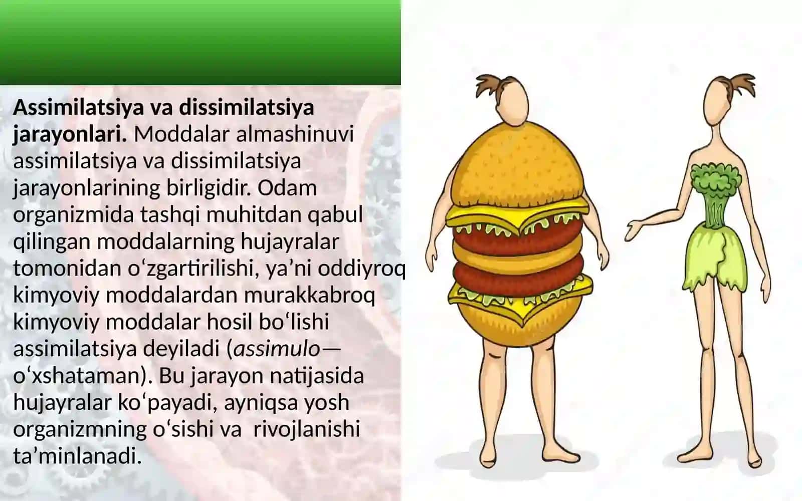 Moddalar va energiya almashinuvi haqida umumiy tushuncha 3
