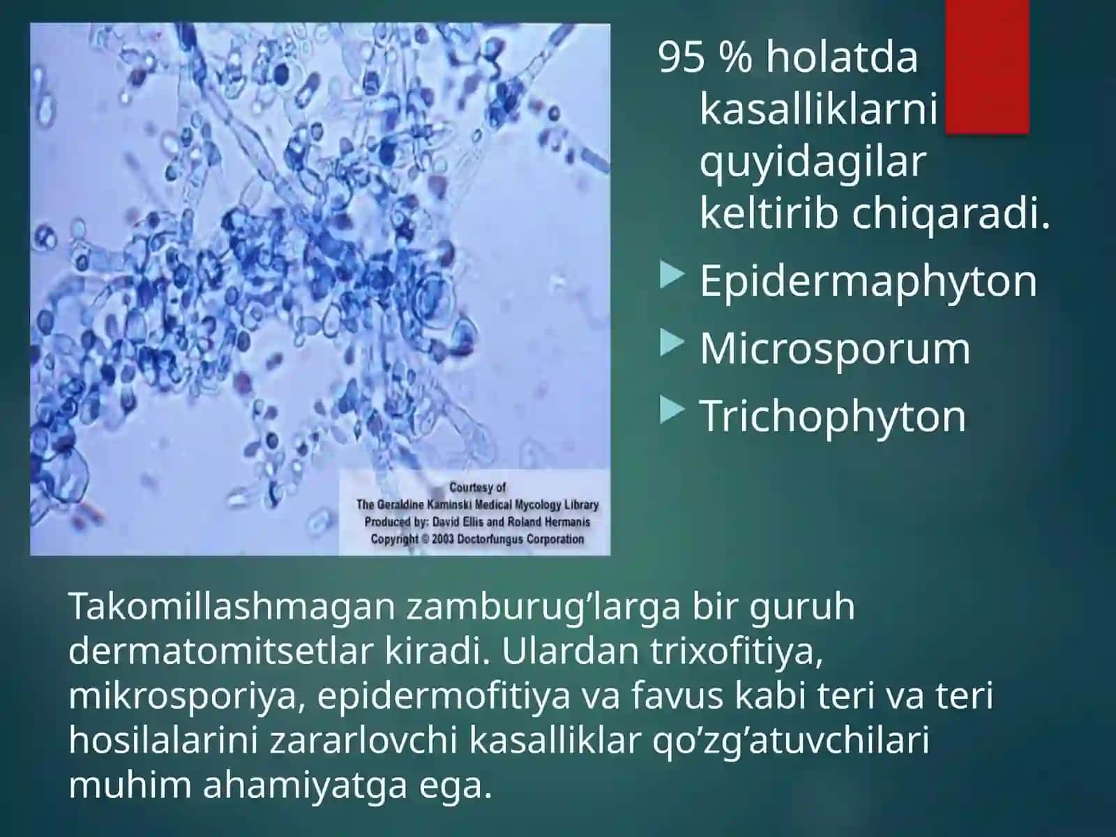 TERINING ZAMBURUG’LI KASALLIKLARI 3