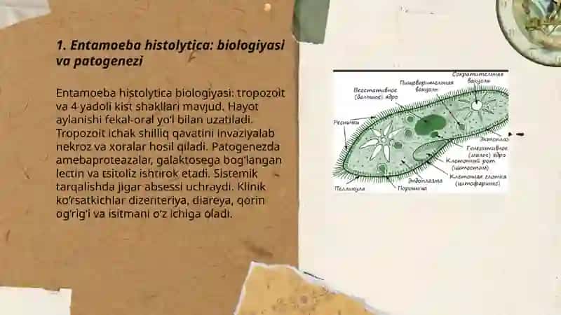 Entamoeba histolytica: biologiyasi va patogenezi 3