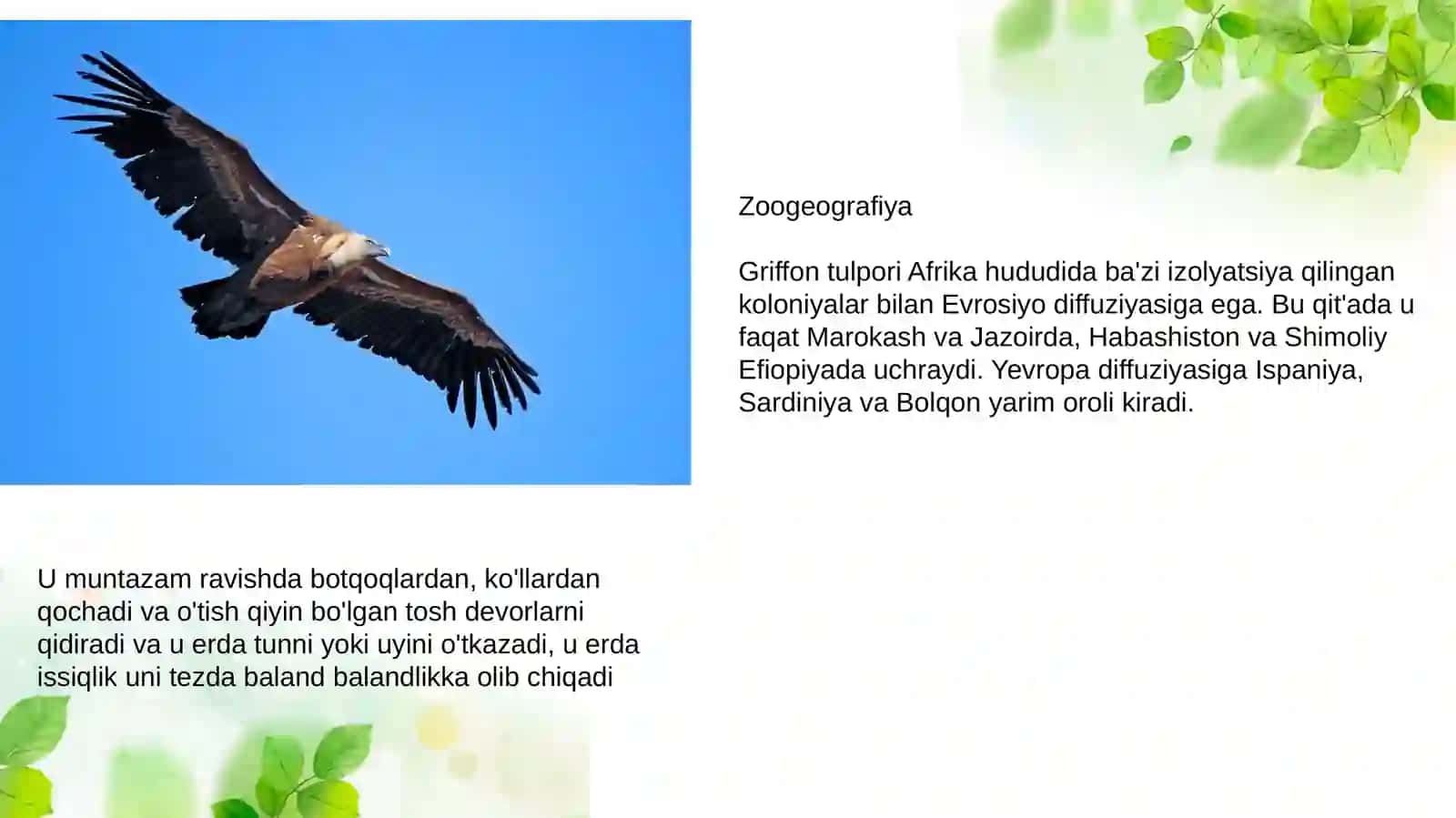 Gypsfulvus 3