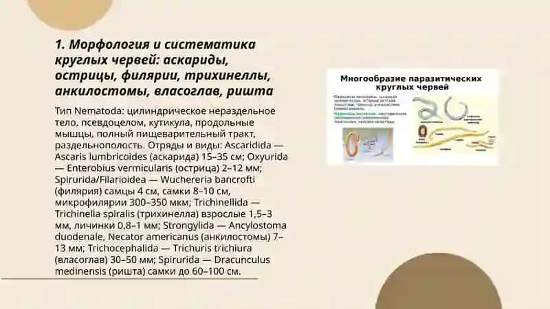 Круглые черви: аскариды острицы, филярии, трихинеллы, анкилостомы, власоглав, ришта 3