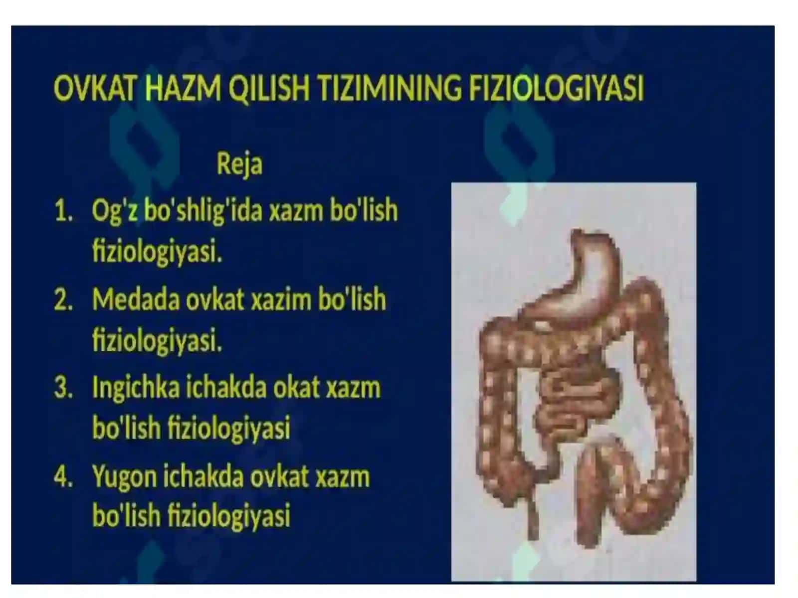 Ovqat hazm qilish tizimi fiziologiyasi 3