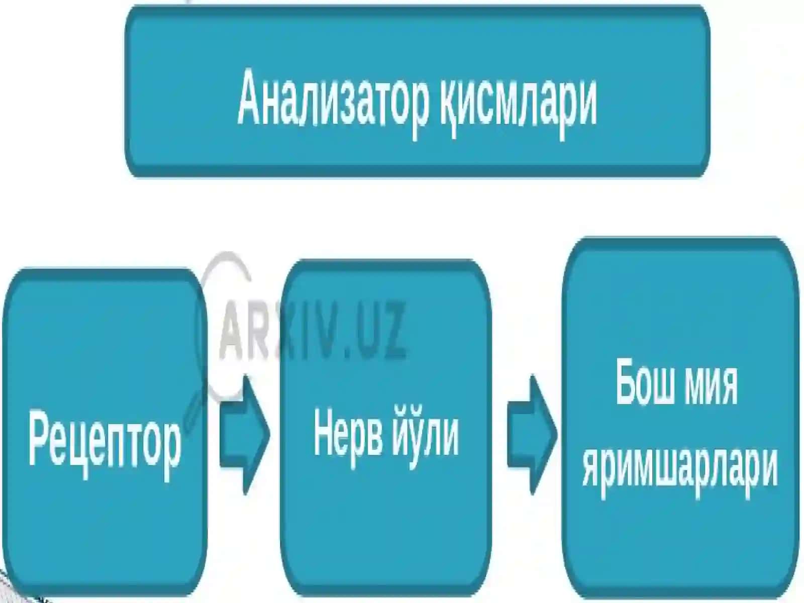 Analizatorlarning tuzilishi (ko'ruv, eshituv) 3