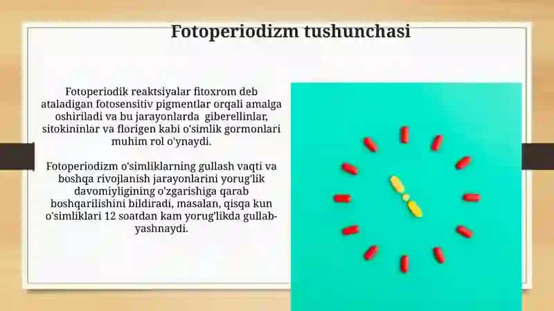 Fotoperiodizm tushunchasi va Biologik soatlar 3