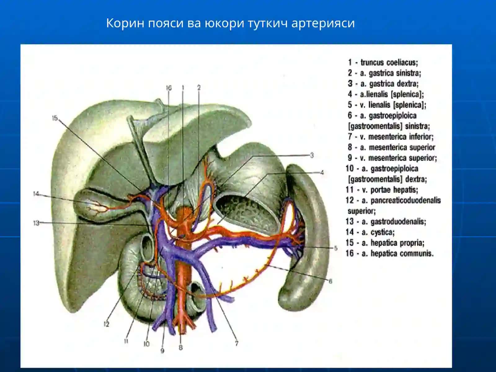 КУКРАК ВА КОРИН АОРТАСИ.ИЧКИ АЪЗОЛАРИНИНГ ВА ОРКА МИЯНИНГ КОН БИЛАН ТАЪМИНЛАНИШИ 3