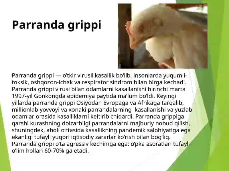 Parranda grippi 3