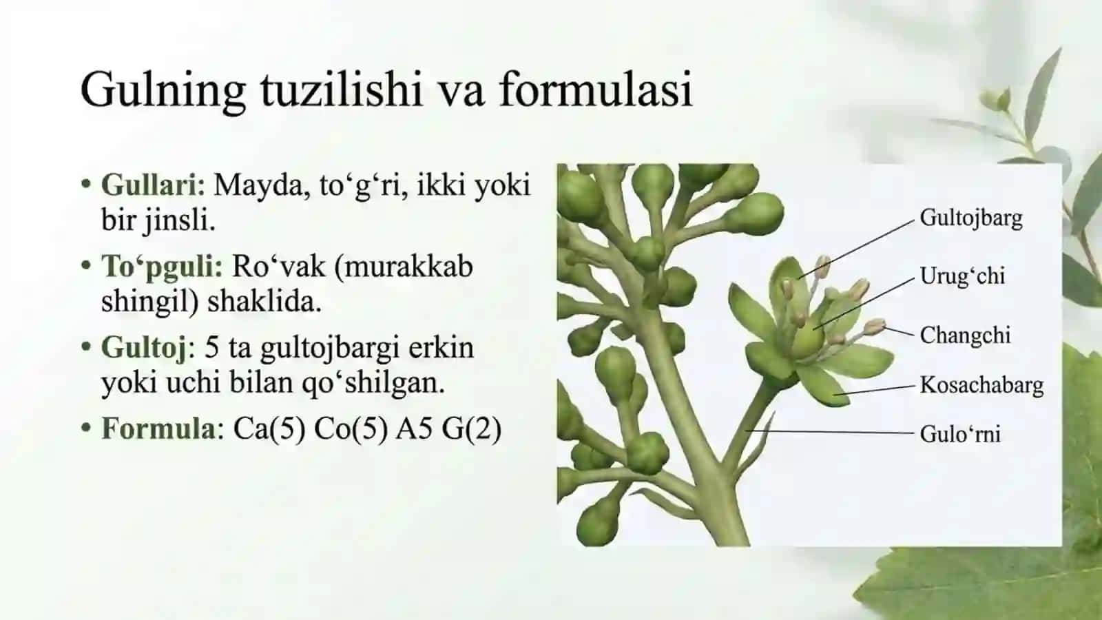 Tokdoshlar oilasi 3