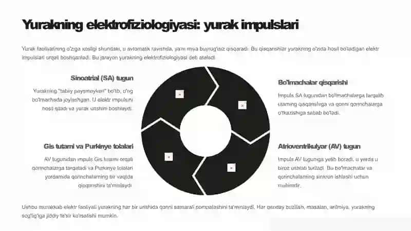 yurak faoliyatini tekshirish usullari. Yurak fiziologiyasi 3