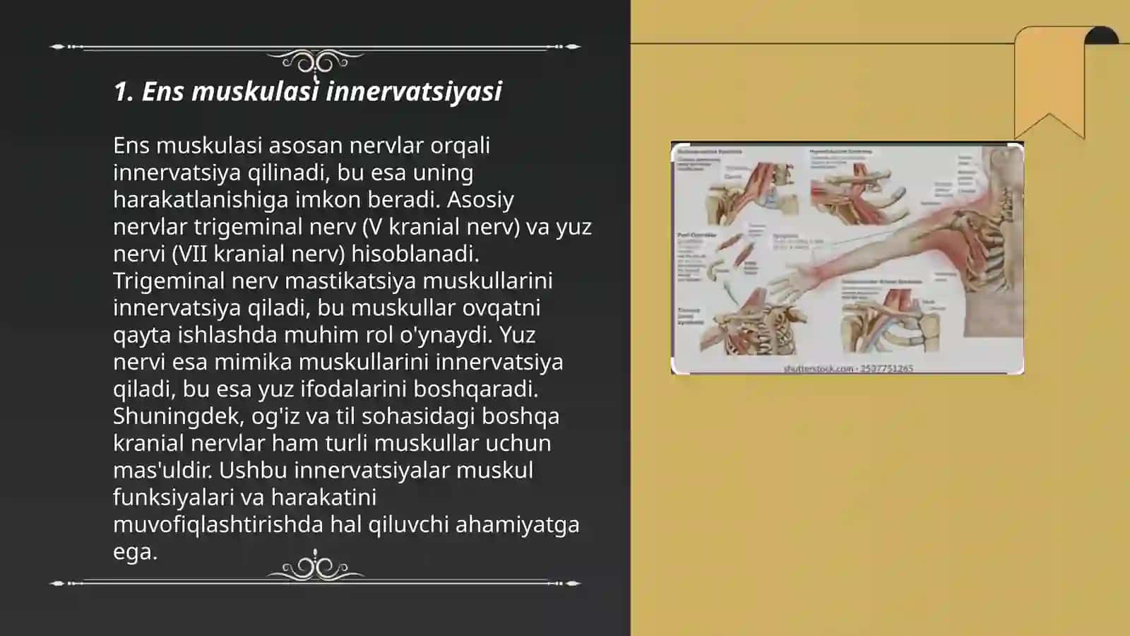 Bo'yin va yelka chigali asosiy tarmoqlari innervatsiyasi sohasi 3