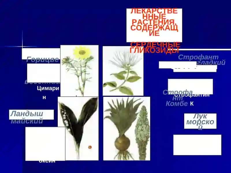 Кардиотоники 3