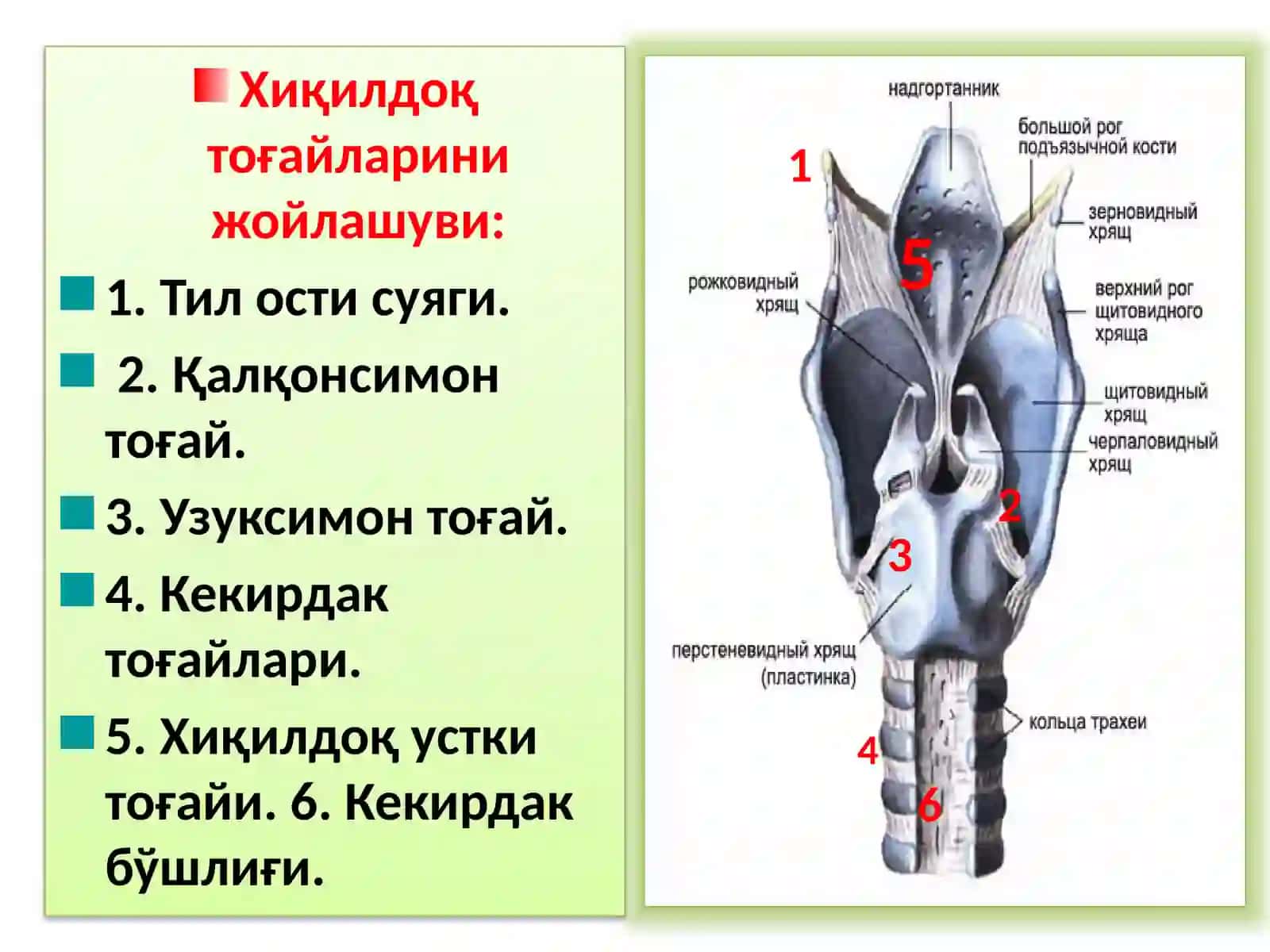 ХИҚИЛДОҚНИКЛИНИК АНАТОМИЯСИ. ХИҚИЛДОҚНИ ЎТКИР ВА СУРУНКАЛИ КАСАЛЛИКЛАРИ 3