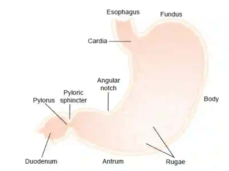 The stomach 3