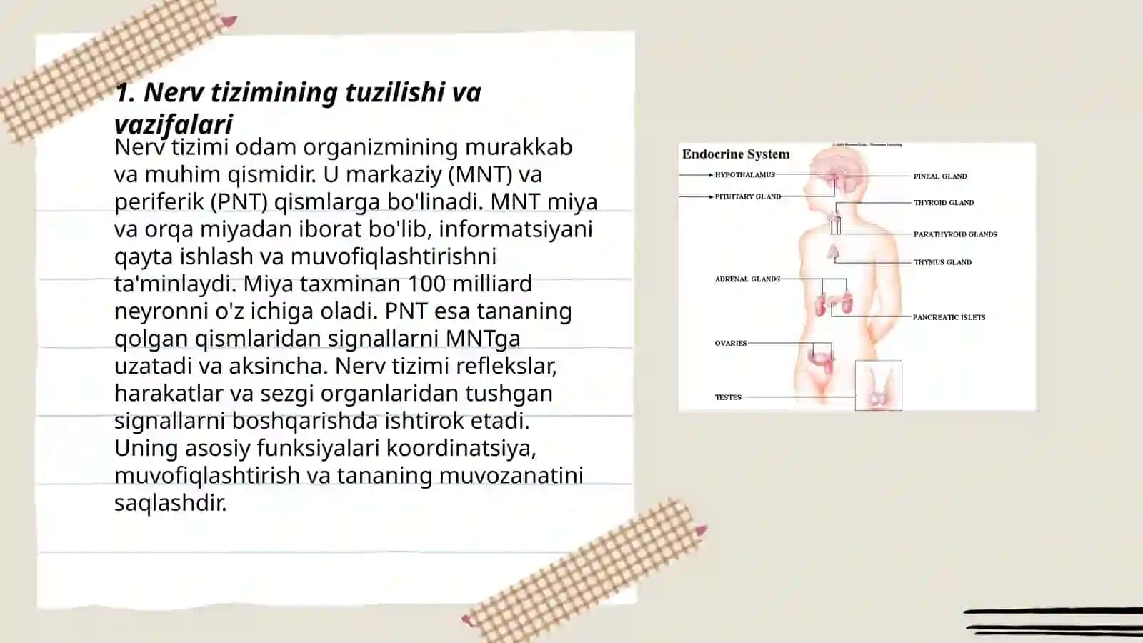Organizmning nerv, immun-endokrin boshqariluvi 3
