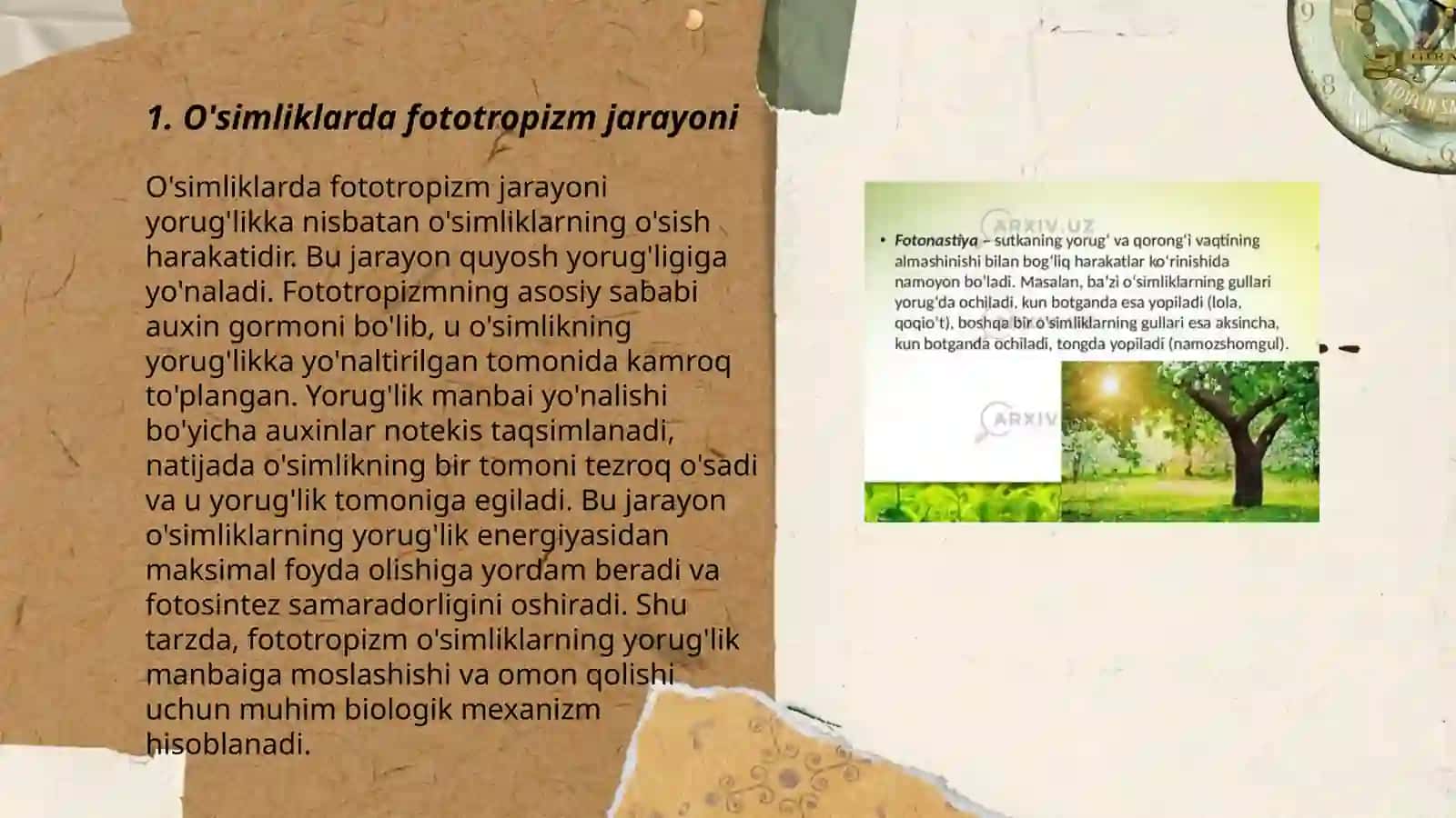 Õsimliklardagi fototrapizim, fotonastiya, geotropizm hodisalarini kuzatish 3