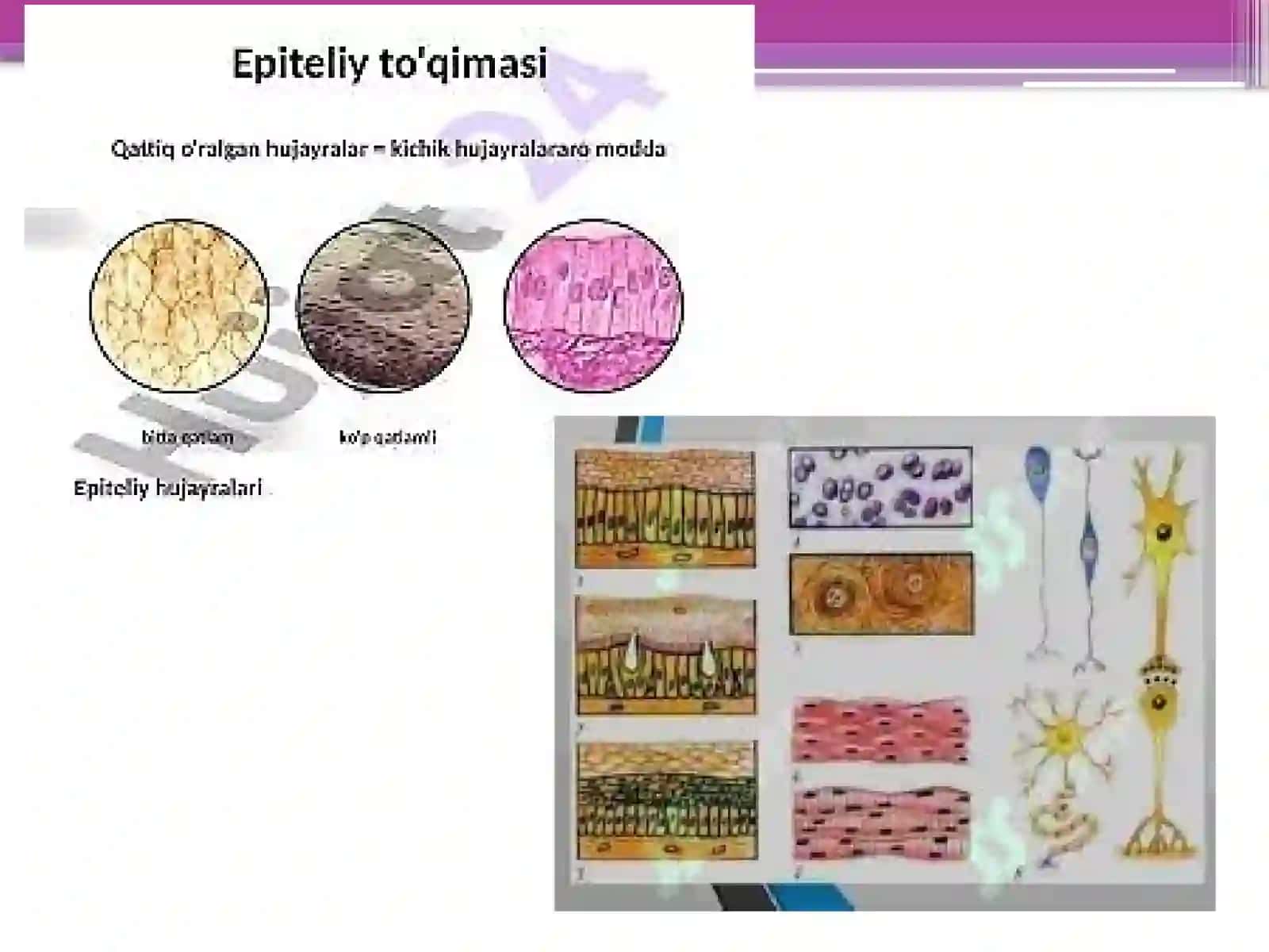 Gistalogiyafanidan Epiteliy To'qimasi va Bezli Epiteliy Bezlar 3