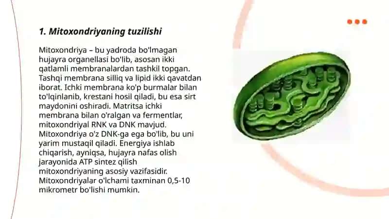 Mitoxondriya, plastidalar, peroksisoma, sentrosoma va mikronaychalar tuzilishi 3