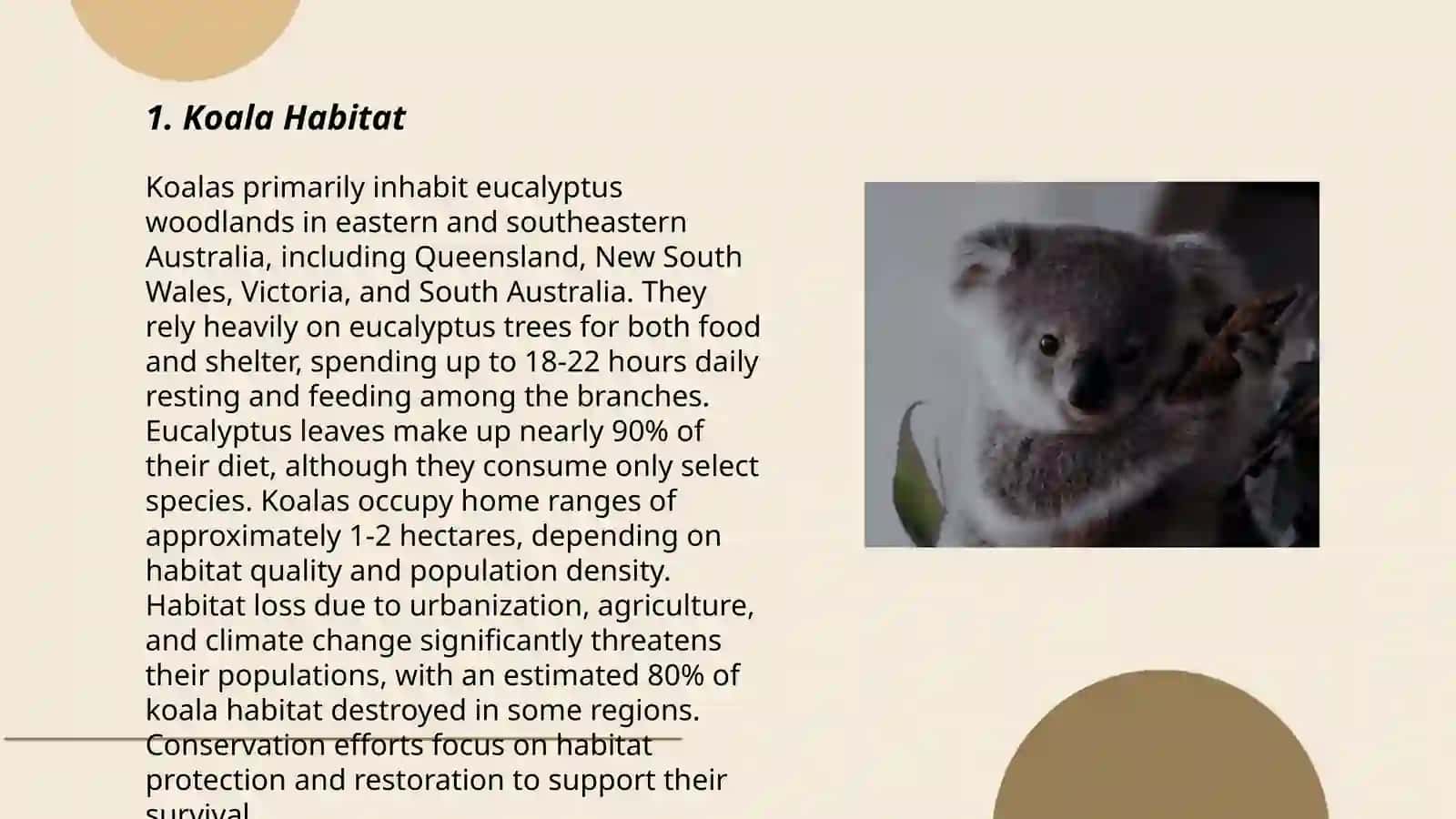 Koala 3