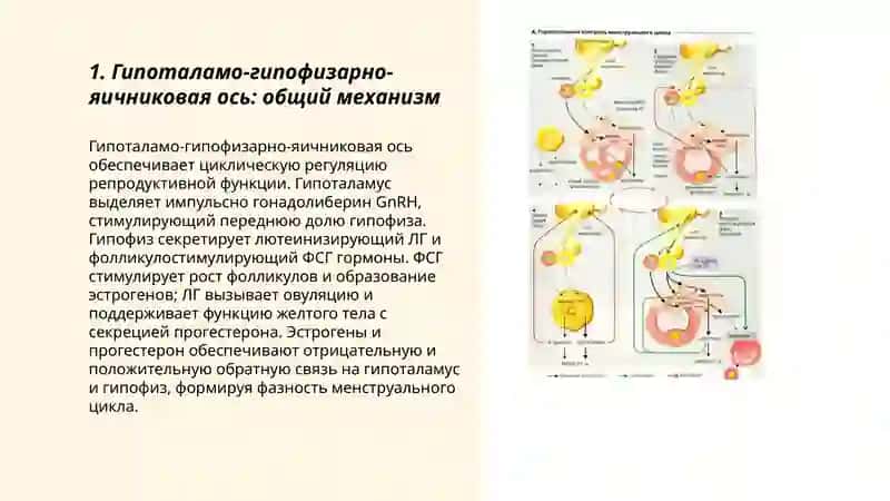 Механизм горморального регуляции полового цикла 3