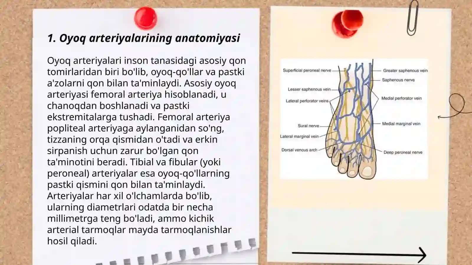 Oyoq arteriyalari 3
