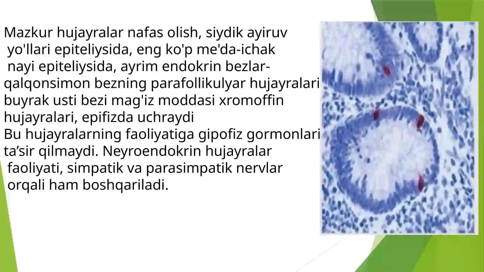 Diffuz endokrin tizim.APUD tizimning hujayralari 3