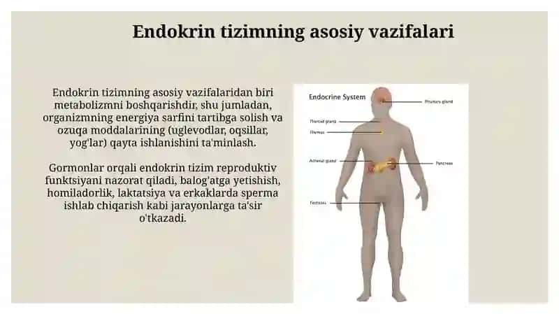 Endokrinsistema 3