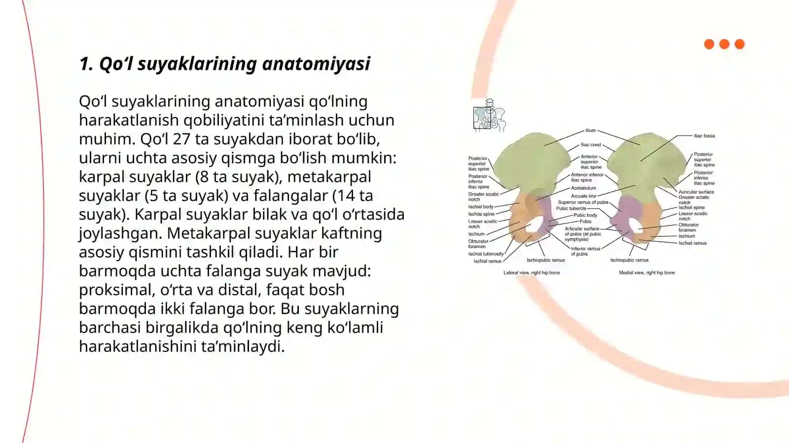Qoʻl,oyoq,panja sklet suyaklarining tuzilishi 3