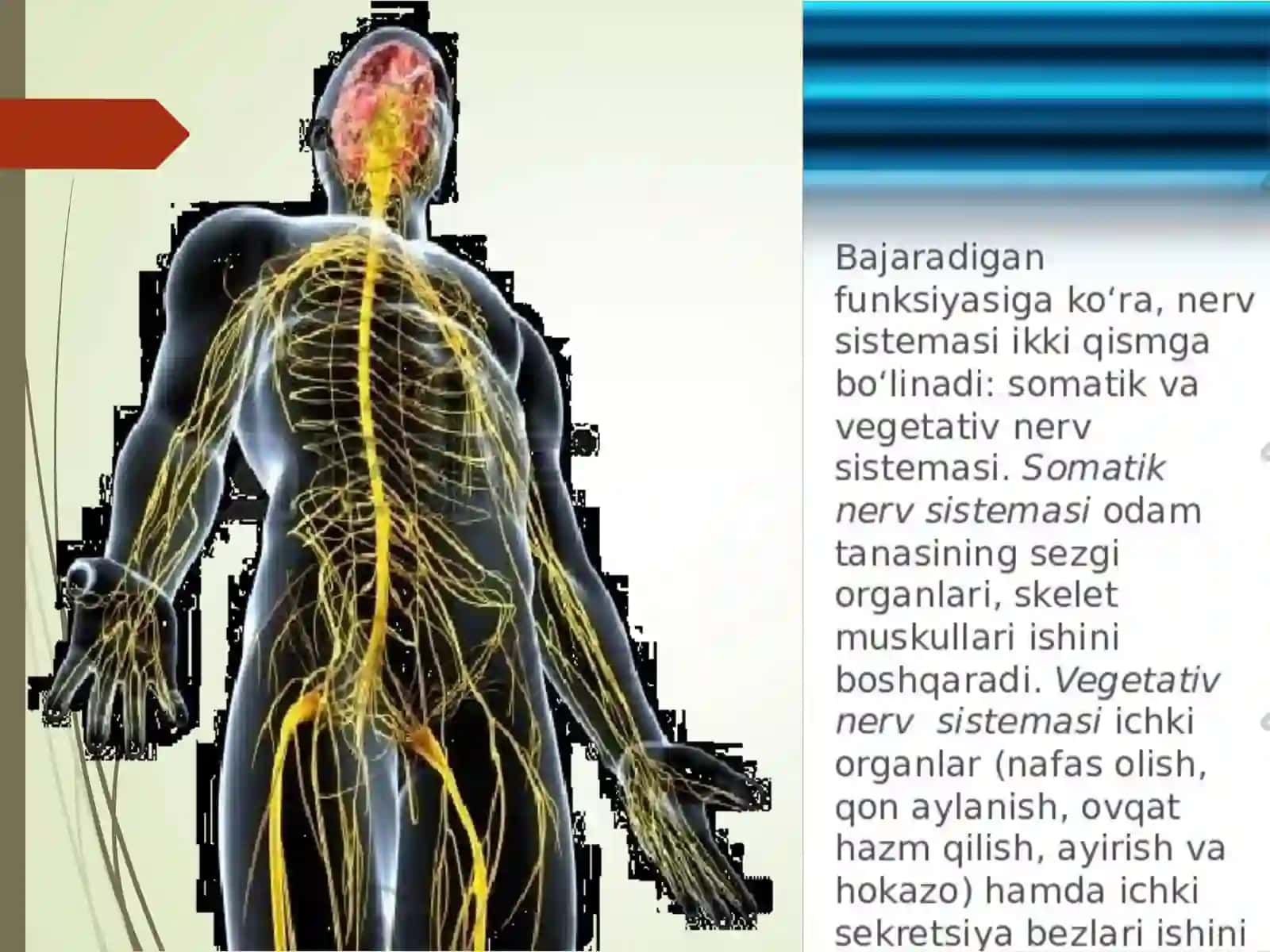 Vegetativ asab tizimining anatomiyasi va fiziologiyasi 3