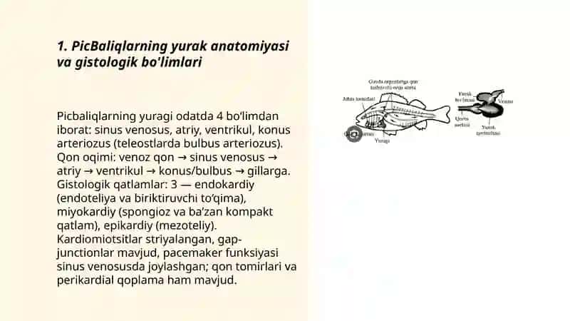 PicBaliqlarning yurak anatomiyasi va gistologik bo'limlari 3