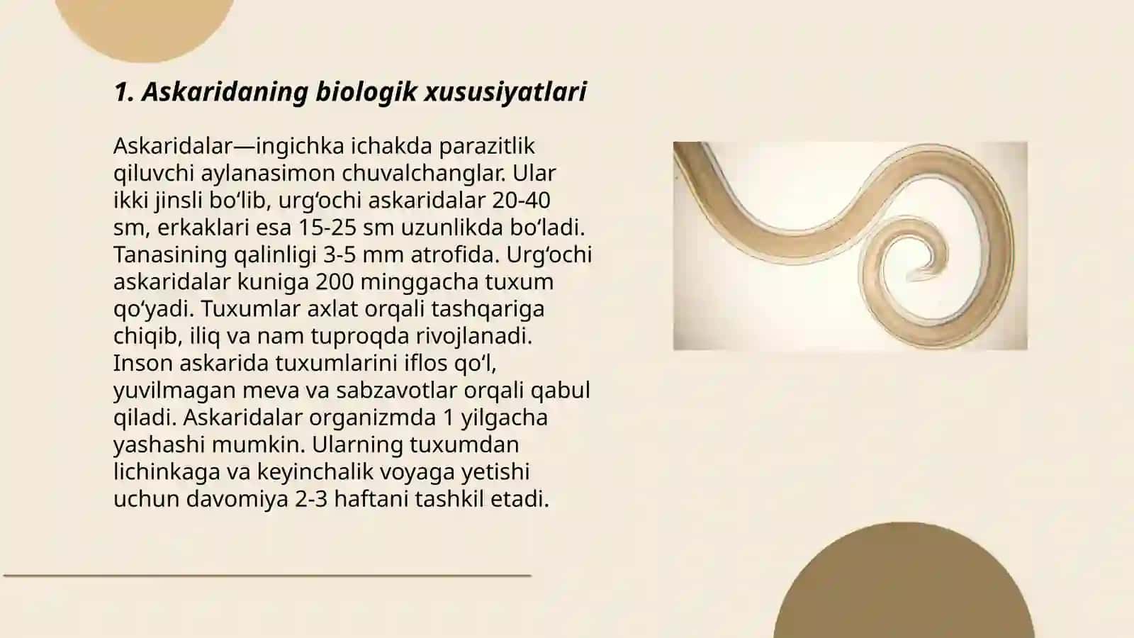 Yumaloq chuvalchanglar -odam parazitlari 3