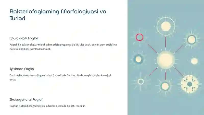 Bakteriofaglar: Morfologiyasi, Reproduksiyasi va Amaliyotda Qo'llanilishi 3