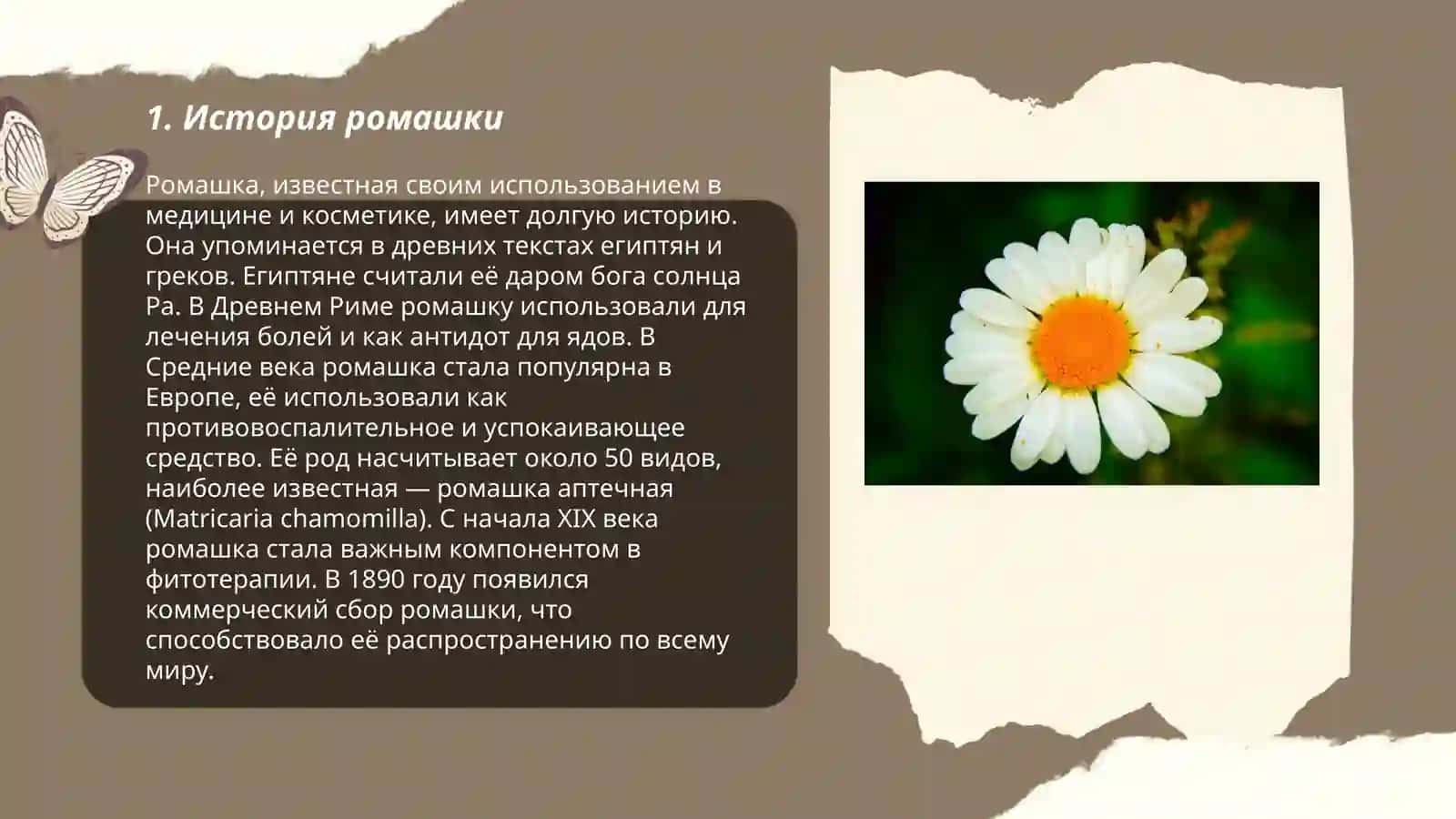 Ромашка 3