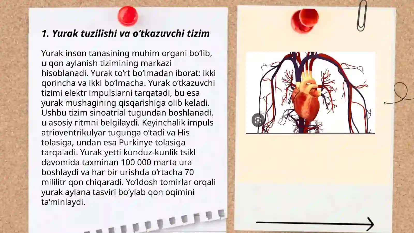 Yurakning oʻtkazuvchi tizimi hususiyatlari, qon aylanishini nerv tizimi tomonidan boshqarilishi yurak faoliyati 3