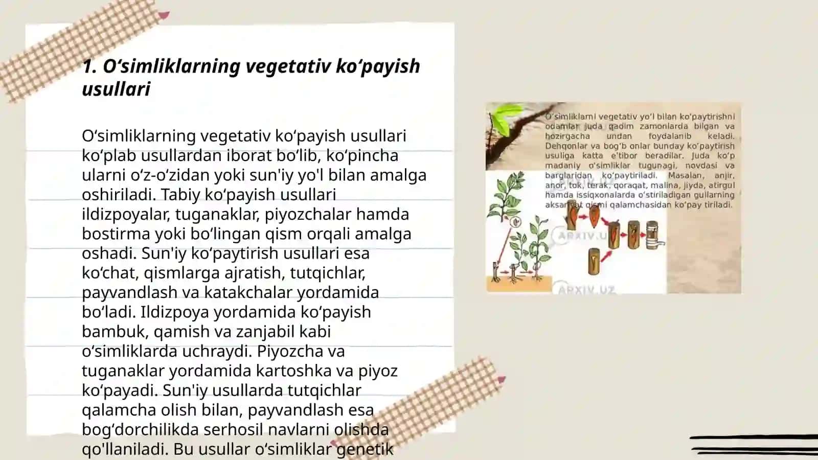Oʻsimliklarning vegetativ koʻpayishini oʻrganish 3