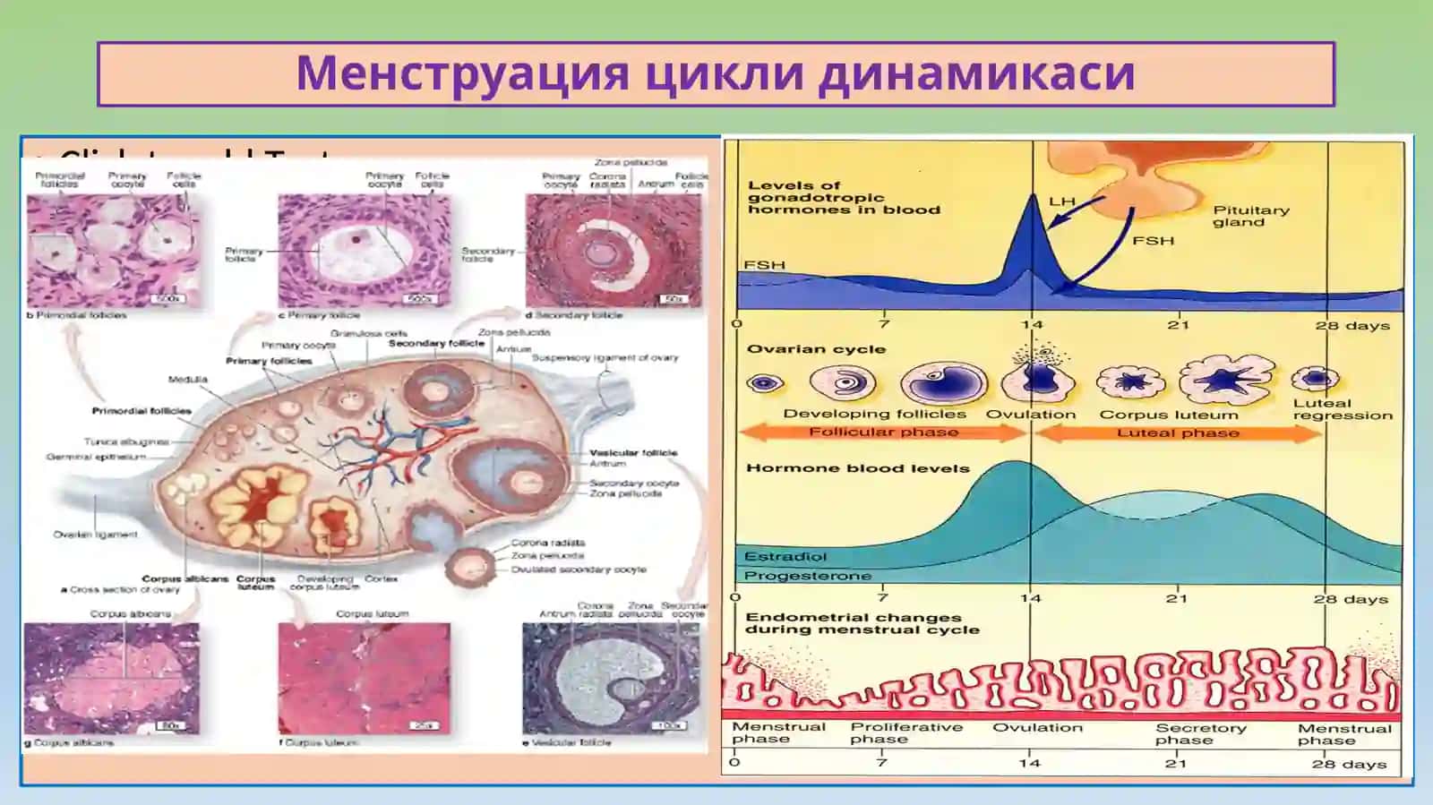 ПАТОЛОГИК АНАТОМИЯ “Аёлларжинсийаъзоларивахомиладорликгабогликкасалликлар” 3
