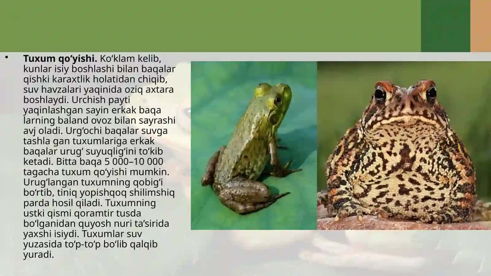 7-sinf Zoologiya 'Suvda hamda quruqlikda yashovchilarning ko'payishi, rivojlanishi va xilma-xilligi' ko'rgazma 3