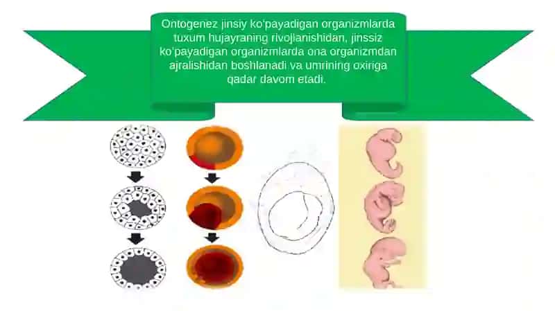 Ontogenez  - tirik organizmlarning individual rivojlanishi. 3