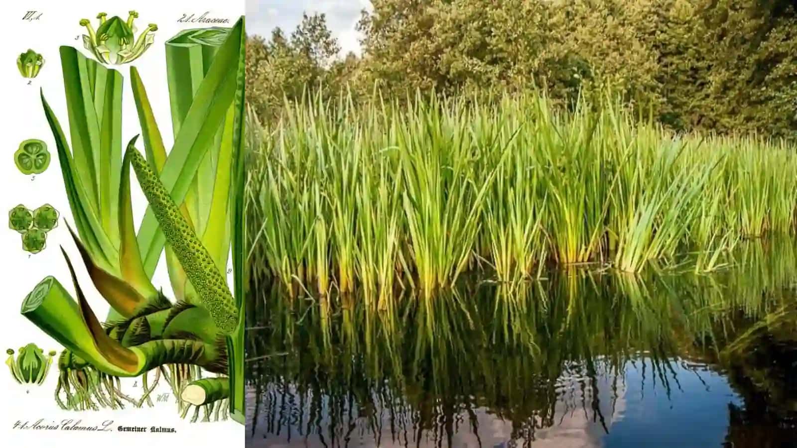 Igir-Acorus calamus O'zbekiston dorivor o'simliklar atlasi 3