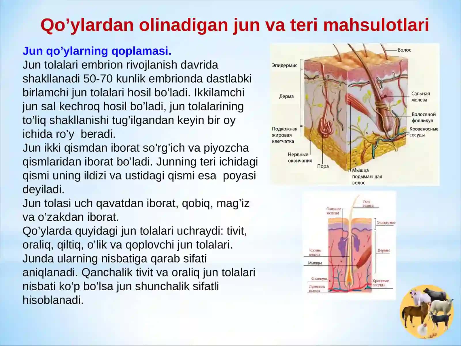 QO’YLAR MAHSULDORLIGI VA QO’YCHILIK MAHSULOTLARINI ISHLAB CHIQARISH TEXNOLOGIYASI 3