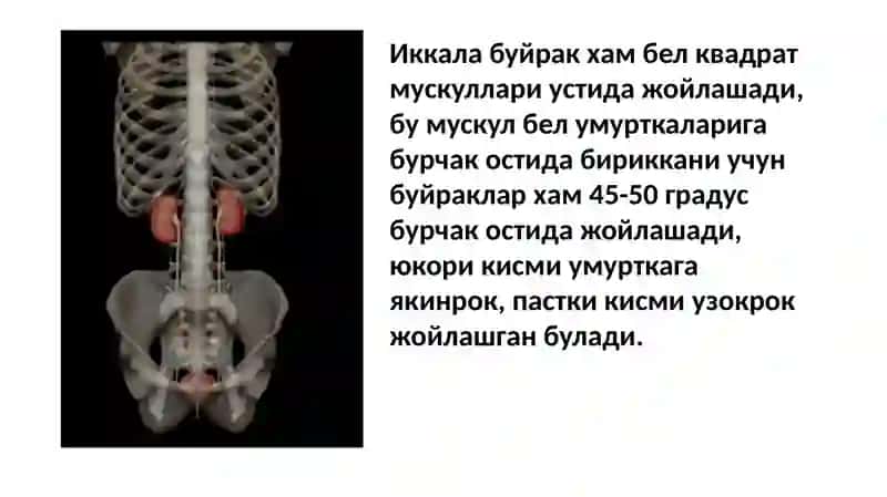 Буйраклар ултратовуш текшируви технологияси. Болалардаги буйрак касалликлари ултратовуш ташхисининг хусусиятлари, Буйрак ва сийдик тизими аномалиялари ултратовуш диагностикаси 3