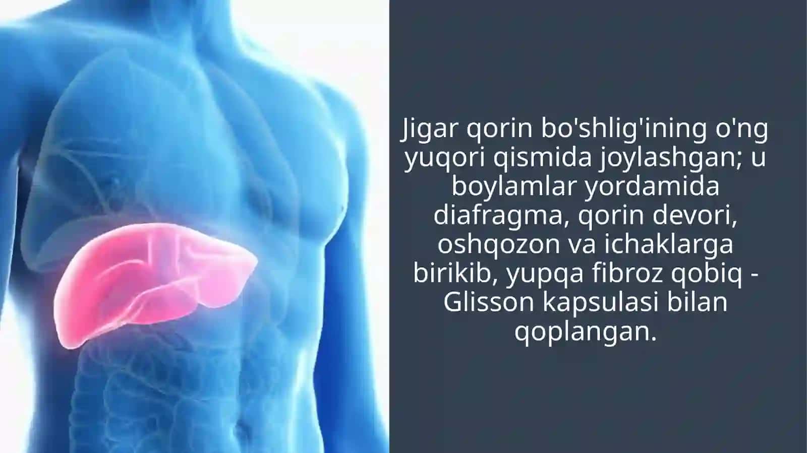 Inson jigari anatomiyasi va funksiyasi 3