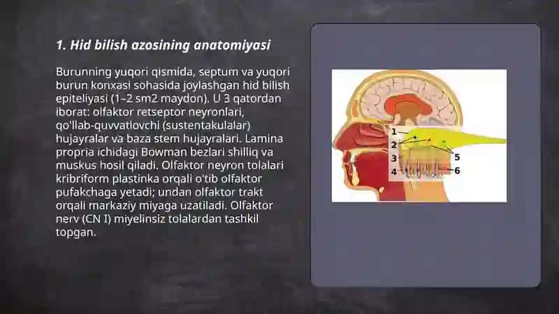 Hid bilish azosi 3