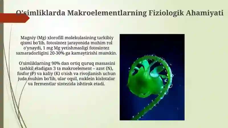 O'simliklarda Makroelementlarning Fiziologik Ahamiyati 3