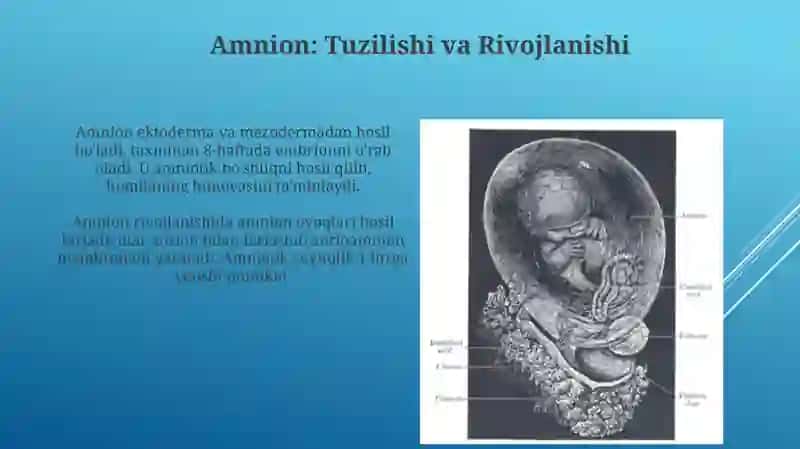 Amnion, Sariqlik Xaltasi, Allantois va Yo'ldoshning Tuzilishi va Rivojlanishi 3